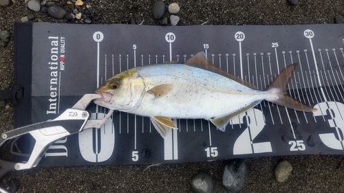 ショゴの釣果