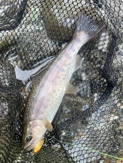 ヤマメの釣果