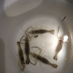 テナガエビ