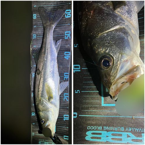 シーバスの釣果