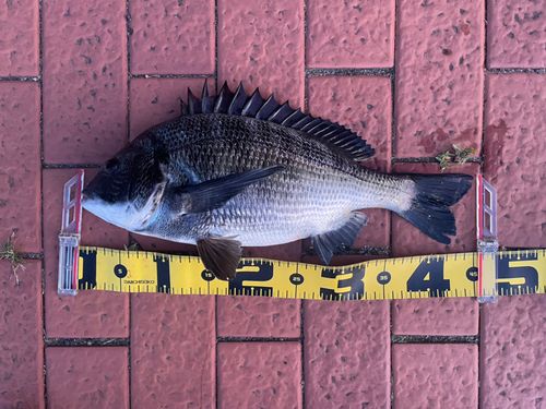 クロダイの釣果