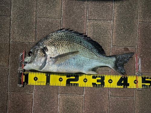 キビレの釣果