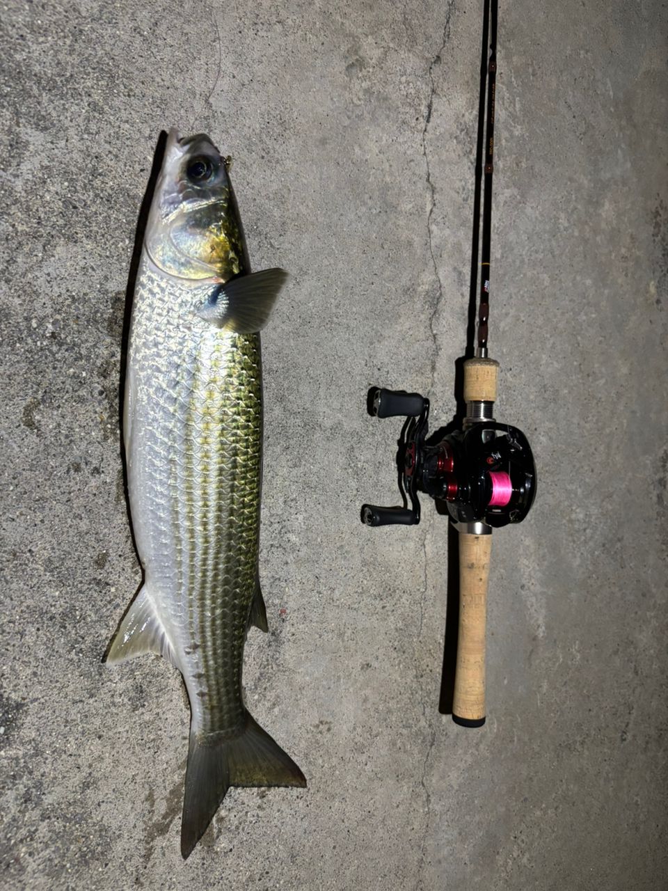 AbuGarcia トラウトフィールド TFS-502ULの最安値・インプレ