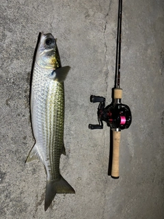 セイゴ（マルスズキ）の釣果