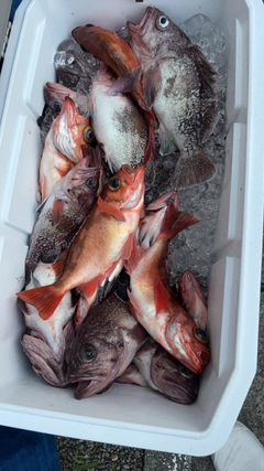 マゾイの釣果
