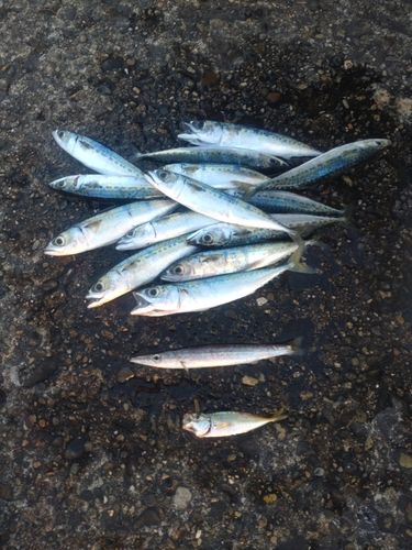 サバの釣果