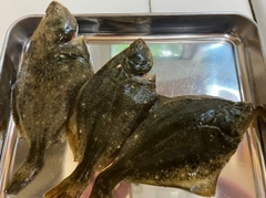 イシガレイの釣果