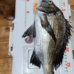 アジ
