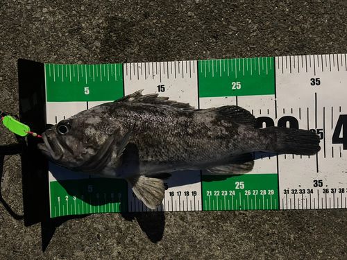 クロソイの釣果