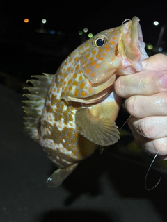 キジハタの釣果