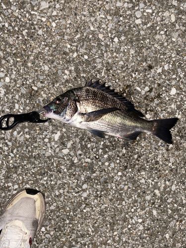 クロダイの釣果