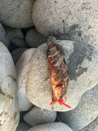 キジハタの釣果