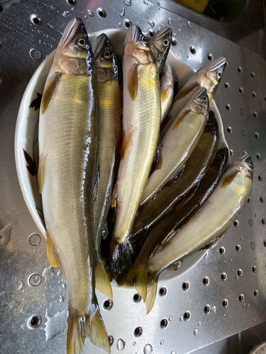 アユの釣果
