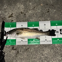セイゴ(マルスズキ)の釣果