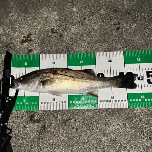 セイゴ（マルスズキ）の釣果