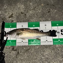 セイゴ（マルスズキ）