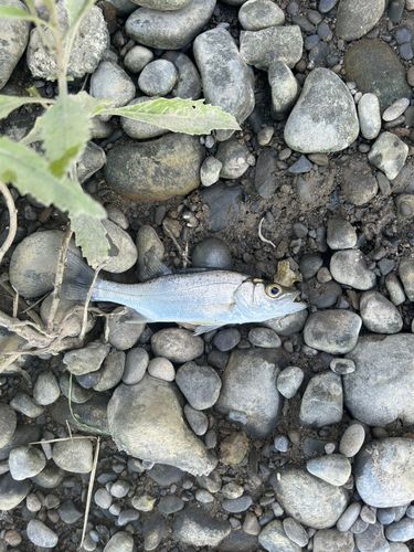 セイゴ（ヒラスズキ）の釣果