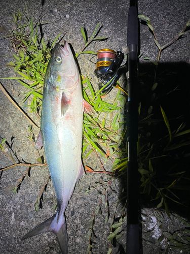 ワカシの釣果