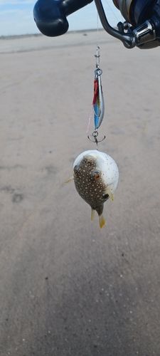 クサフグの釣果