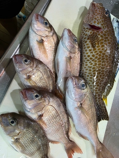 マダイの釣果