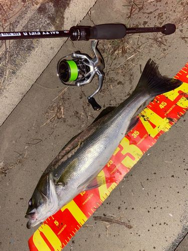 シーバスの釣果