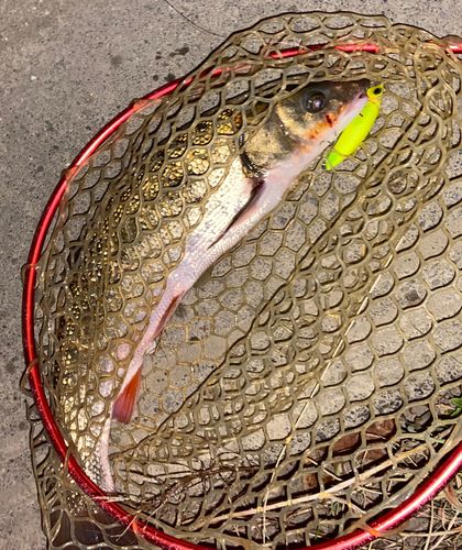 マルタウグイの釣果