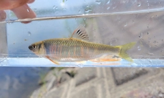 オイカワの釣果