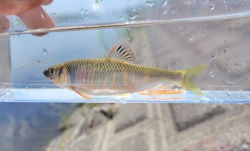 オイカワの釣果