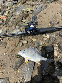 キビレの釣果
