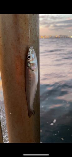 シロギスの釣果