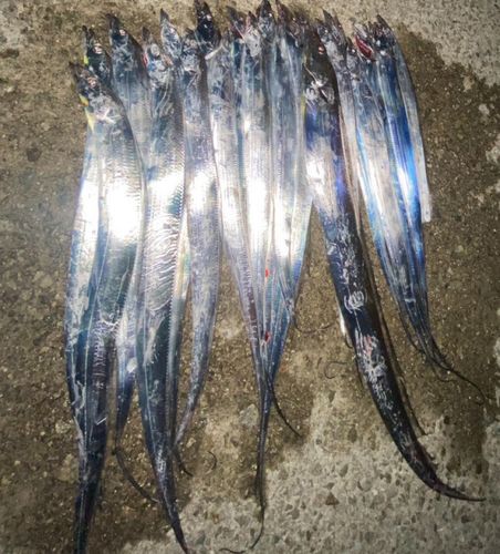 タチウオの釣果