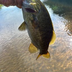 スモールマウスバス