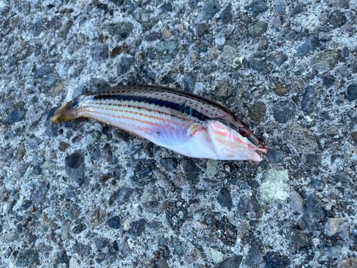 キュウセンの釣果