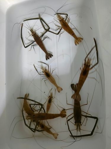 テナガエビの釣果