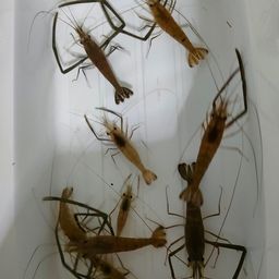テナガエビ