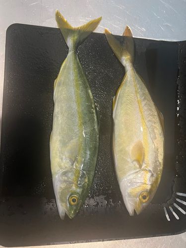 ワカシの釣果