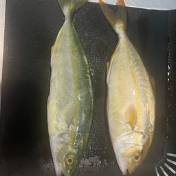 ワカシ