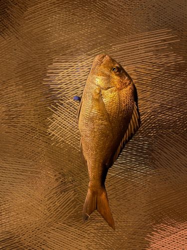 釣果