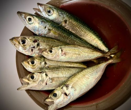 アジの釣果