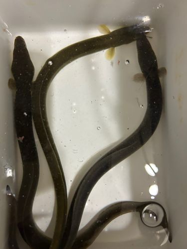 ウナギの釣果