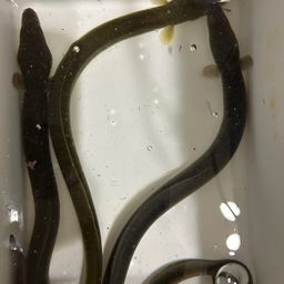 ウナギ