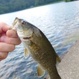 ブラックバス