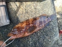 キジハタの釣果