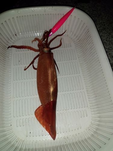 ムギイカの釣果