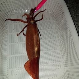 ムギイカ