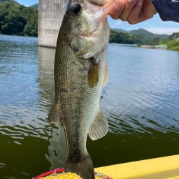 ラージマウスバス