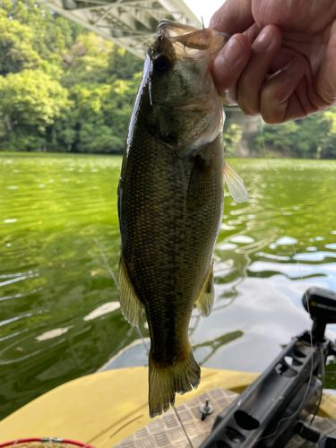 ラージマウスバスの釣果