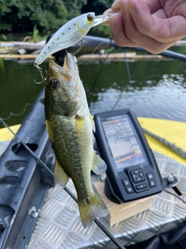 ラージマウスバスの釣果