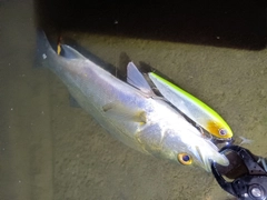 セイゴ（マルスズキ）の釣果