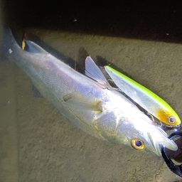 セイゴ（マルスズキ）